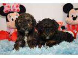 Mutt Puppy for sale in Waterville, MN, USA