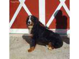 Bernese Mountain Dog Puppy for sale in Middlebury, IN, USA