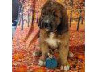 Saint Berdoodle Puppy for sale in Rocky Mount, VA, USA