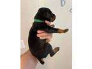 Doberman Pinscher Puppy for sale in Brandon, FL, USA