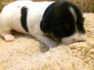 Jack Russell Terrier Puppy for sale in Huntington, NY, USA