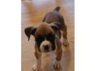 Boxer Puppy for sale in Sedalia, MO, USA