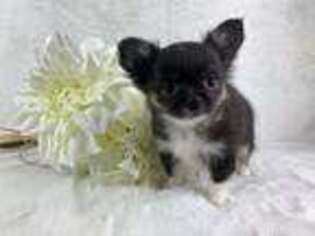 Chihuahua Puppy for sale in Flowery Branch, GA, USA