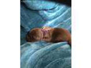 Labrador Retriever Puppy for sale in Stanwood, MI, USA