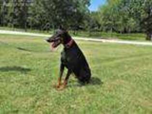 Doberman Pinscher Puppy for sale in Montgomery City, MO, USA