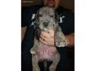 Great Dane Puppy for sale in Eden, NC, USA