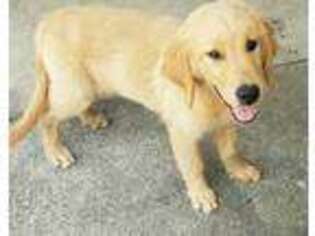 Golden Retriever Puppy for sale in Richland, MO, USA