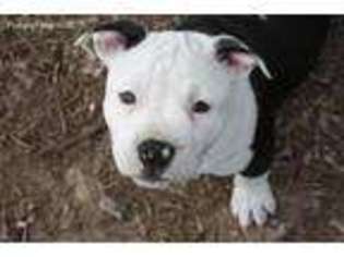 American Staffordshire Terrier Puppy for sale in West Bend, WI, USA