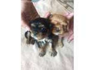 English Toy Spaniel Puppy for sale in Alabaster, AL, USA