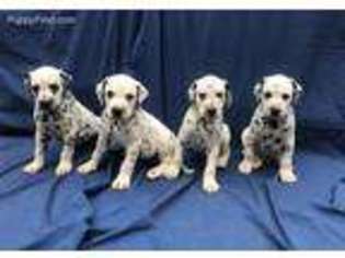 Dalmatian Puppy for sale in Spring Hope, NC, USA