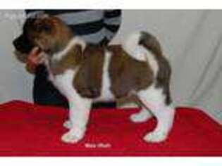 Akita Puppy for sale in Granville, OH, USA