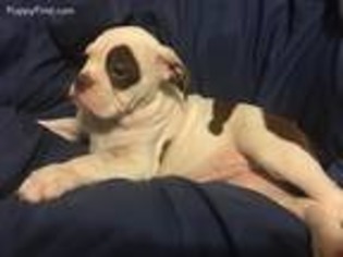 Olde English Bulldogge Puppy for sale in Hermann, MO, USA