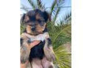 Yorkshire Terrier Puppy for sale in North Highlands, CA, USA