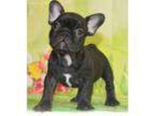 French Bulldog Puppy for sale in Littleton, CO, USA