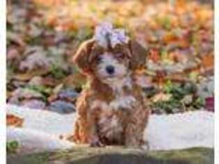 Cavapoo Puppy for sale in Berlin, OH, USA