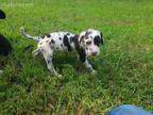Great Dane Puppy for sale in Smiths Grove, KY, USA