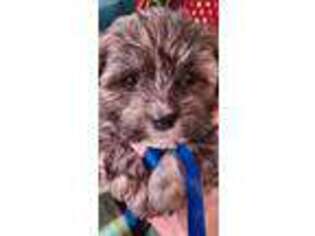 Mutt Puppy for sale in Ocean Park, WA, USA
