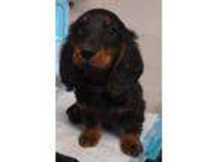 Dachshund Puppy for sale in Poplar Bluff, MO, USA