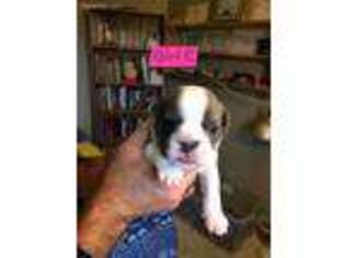 Bulldog Puppy for sale in Goodland, MN, USA