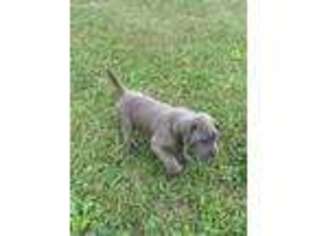 Neapolitan Mastiff Puppy for sale in Clyde, OH, USA