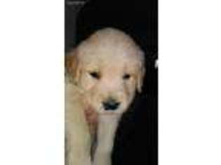 Golden Retriever Puppy for sale in Newton Falls, OH, USA