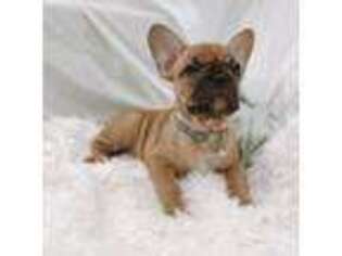 French Bulldog Puppy for sale in Cedar Hill, TX, USA