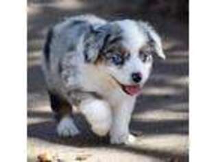 Miniature Australian Shepherd Puppy for sale in Evant, TX, USA