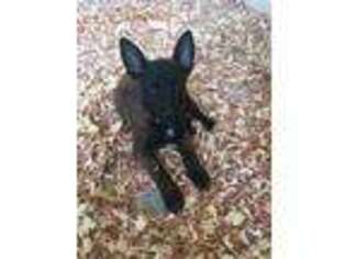 Belgian Malinois Puppy for sale in Franklin, NC, USA