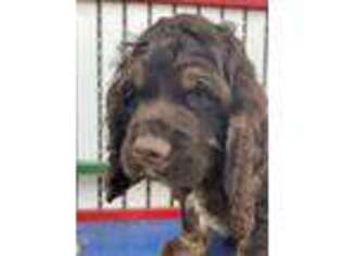 Cocker Spaniel Puppy for sale in Howe, IN, USA