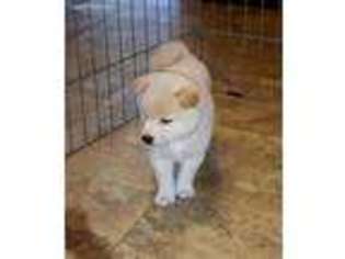 Shiba Inu Puppy for sale in Jasper, GA, USA