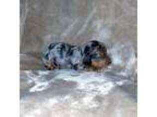 Dachshund Puppy for sale in Licking, MO, USA