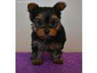 Yorkshire Terrier Puppy for sale in Downing, MO, USA