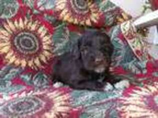 Labradoodle Puppy for sale in Comer, GA, USA