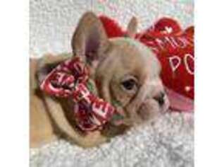 French Bulldog Puppy for sale in Southlake, TX, USA