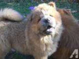 Chow Chow Puppy for sale in HUNTINGDON, PA, USA