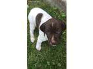 German Shorthaired Pointer Puppy for sale in Rainier, WA, USA