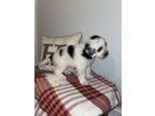 Mutt Puppy for sale in Hindman, KY, USA