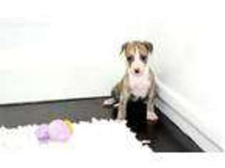 Whippet Puppy for sale in Sparta, TN, USA