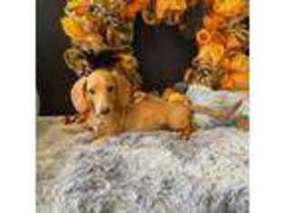 Dachshund Puppy for sale in Pflugerville, TX, USA