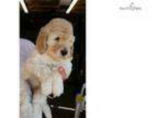 Labradoodle Puppy for sale in Charleston, WV, USA
