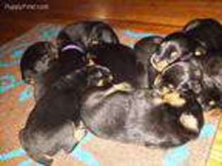 Rottweiler Puppy for sale in Piscataway, NJ, USA