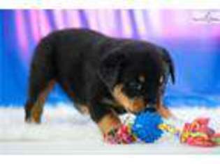 Rottweiler Puppy for sale in Youngstown, OH, USA