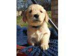 Golden Retriever Puppy for sale in Nacogdoches, TX, USA