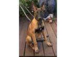 Belgian Malinois Puppy for sale in New Hyde Park, NY, USA