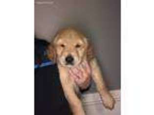 Golden Retriever Puppy for sale in West Union, SC, USA