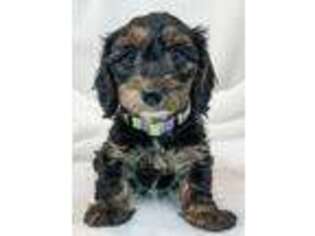 Dachshund Puppy for sale in Winamac, IN, USA