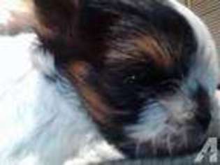 Yorkshire Terrier Puppy for sale in ISSAQUAH, WA, USA