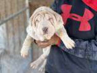 Mutt Puppy for sale in Milburn, OK, USA