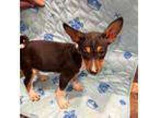 Basenji Puppy for sale in Newton, IA, USA