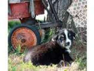 Australian Shepherd Puppy for sale in Lindale, TX, USA